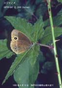 �R�W���m��