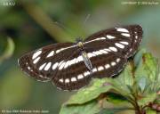 �R�~�X�W�X�V�W�R