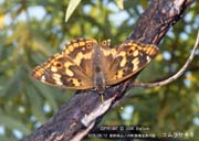 �R�����T�L�U