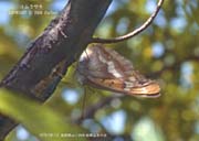 �R�����T�L�V