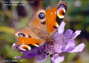 �N�W���N�`���E�P