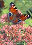 �N�W���N�`���E�S