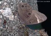 �N���q�J�Q