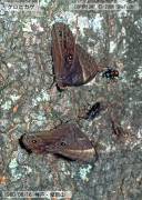 �N���q�J�Q�Q