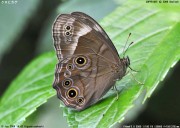 �N���q�J�Q