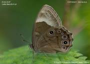 �N���q�J�Q�V�V�R�S