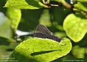 �N���q�J�Q�W�O�W�W