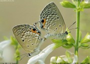 �N���}�_���\�e�c�V�W�~