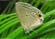 �N���}�_���\�e�c�V�W�~