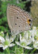 �N���}�_���\�e�c�V�W�~