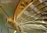 �~�h���q���E�����W�S�U�S