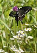 �~���}�J���X�A�Q�n�V�X�R�S