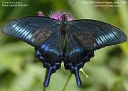 �~���}�J���X�A�Q�n�V�X�S�R