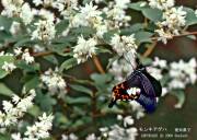 �����L�A�Q�n�Q