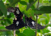 �����L�A�Q�n