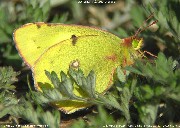 �����L�`���E