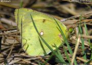 �����L�`���E�P�V�U�Q