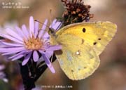 �����L�`���E�R