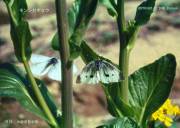 �����V���`���E