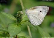 �����V���`���E�X�R�U�W