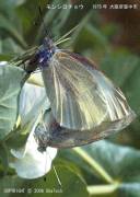 �����V���`���E�̌��