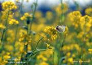 �����V���`���E�ƍ؂̉Ԕ�