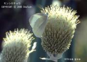 �����V���`���E�ƃl�M�{�E�Y