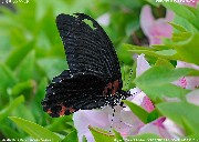 �i�K�T�L�A�Q�n