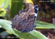 �����^�e�n