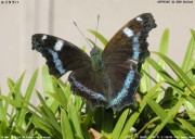 �����^�e�n