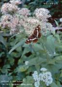 �T�J�n�`�`���E�H�R���^�e