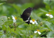 �V���I�r�A�Q�n