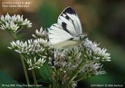 �X�W�O���V���`���E�O�U�X�R