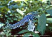 �X�W�O���V���`���E�G����