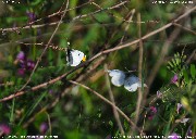 �c�}�L�`���E