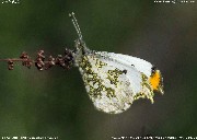 �c�}�L�`���E