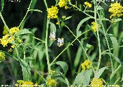 �c�}�L�`���E