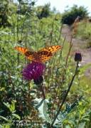 �E���M���q���E����