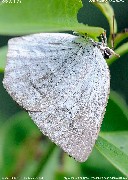 �E���M���V�W�~