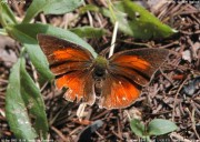 �E���M���V�W�~