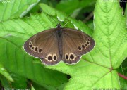 �E���W���m���U�O�S�R