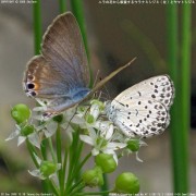 �E���i�~�V�W�~