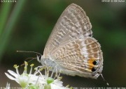 �E���i�~�V�W�~