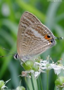 �E���i�~�V�W�~