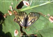 �E�X�o�V���`���E�P