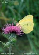 ���}�L�`���E