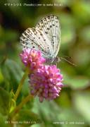 ���}�g�V�W�~