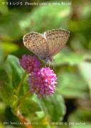 ���}�g�V�W�~