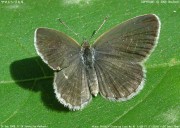 ���}�g�V�W�~