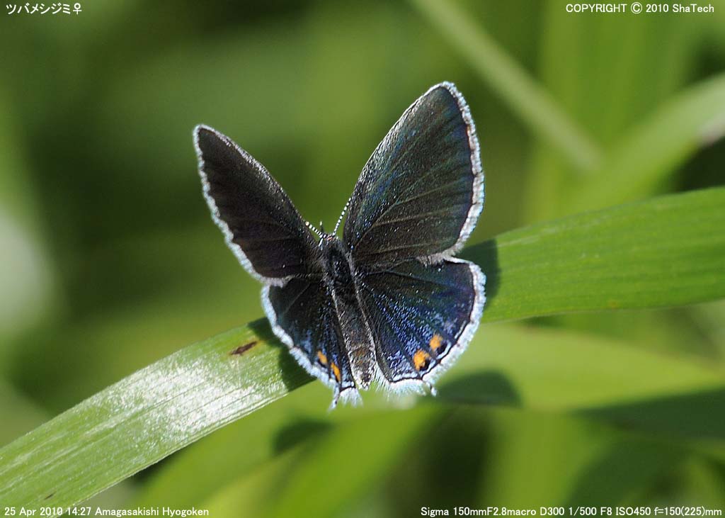 �c�o���V�W�~